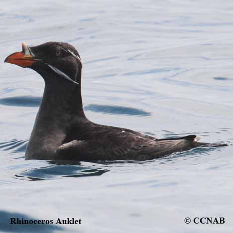 Birds of North America