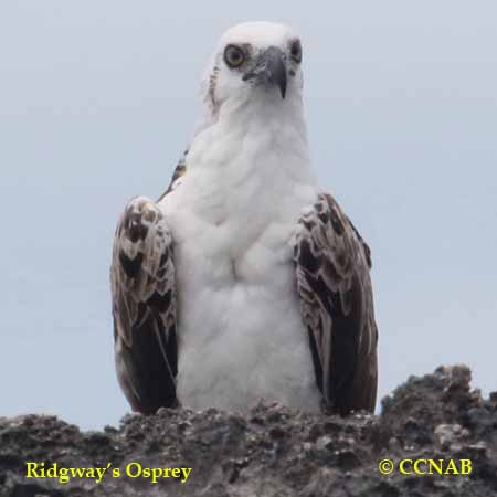 Ridgway's Osprey