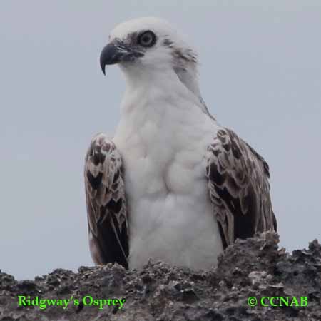 Ridgway's Osprey