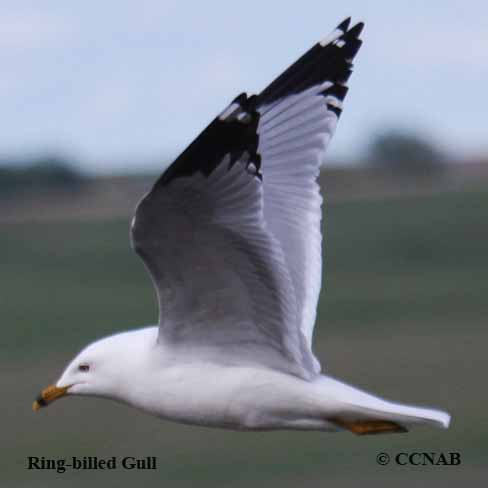 Ring-billed Gull