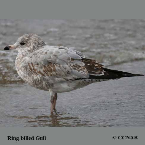 Ring-billed Gull