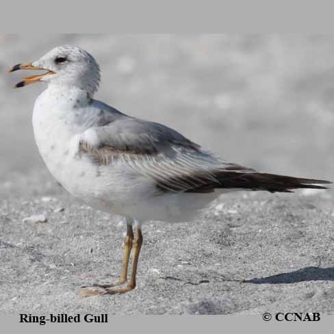 Ring-billed Gull