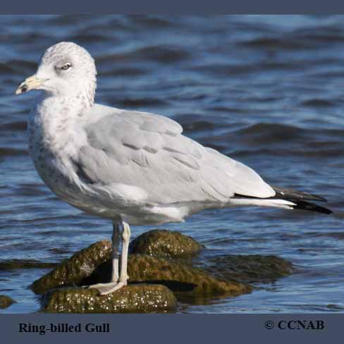 Ring-billed Gull