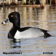 Waterfowl