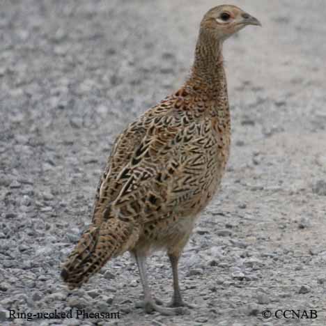 Ring-necked Pheasant