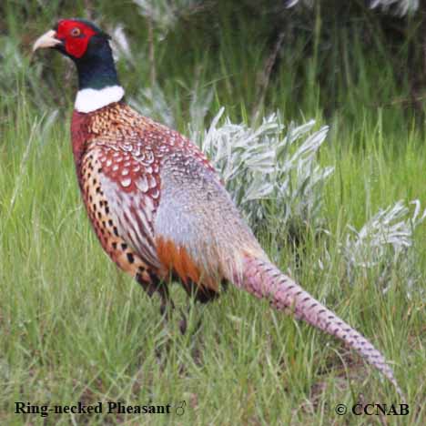 Ring-necked Pheasant