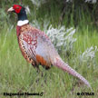 Ring-necked Pheasant range map