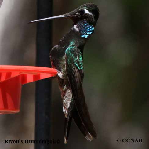 North American Hummingbirds