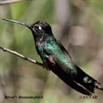 Rivoli's Hummingbird