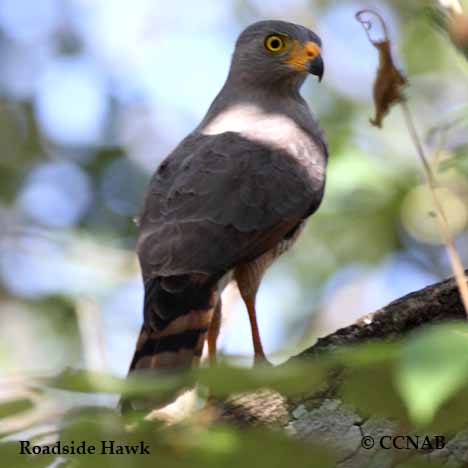 Roadside Hawk