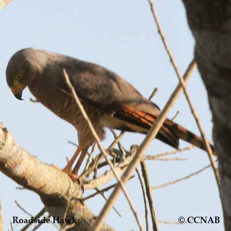 Roadside Hawk