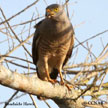 Roadside Hawk