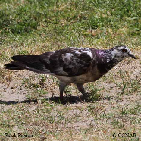 Rock Pigeon