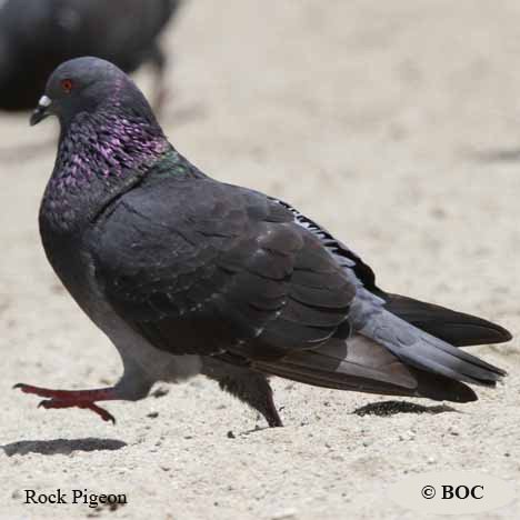 Birds of North America