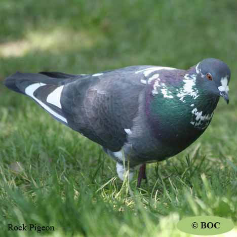 Birds of North America