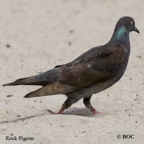 Birds of North America