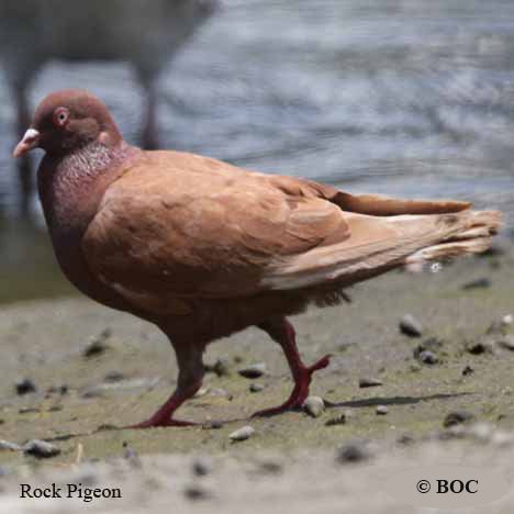 Birds of North America