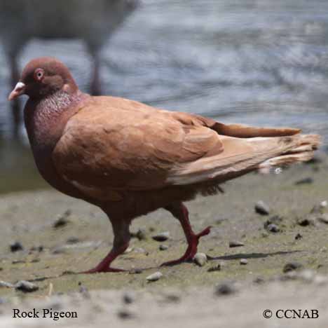 Rock Pigeon