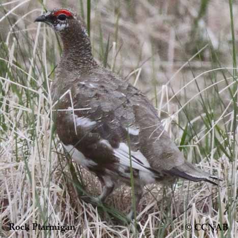 Rock Ptarmigan