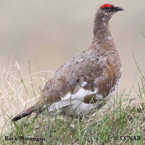 Birds of North America