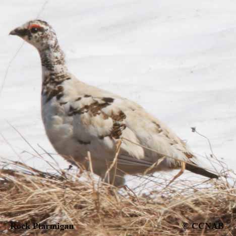 Rock Ptarmigan