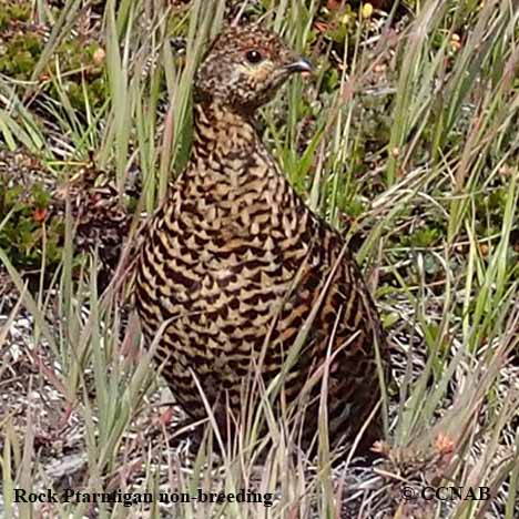 Rock Ptarmigan