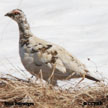 Rock Ptarmigan