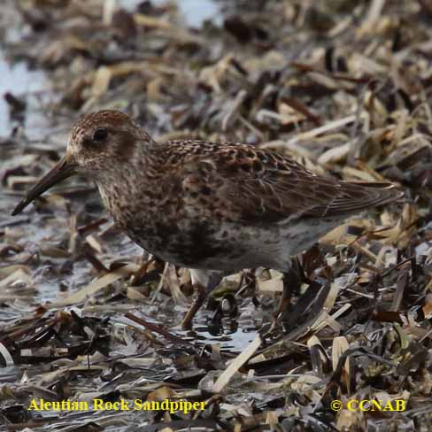 Birds of North America