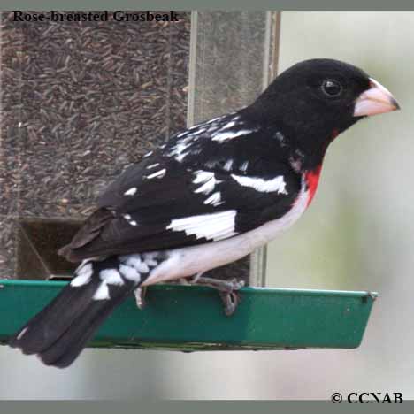 Rose-breasted Grosbeak