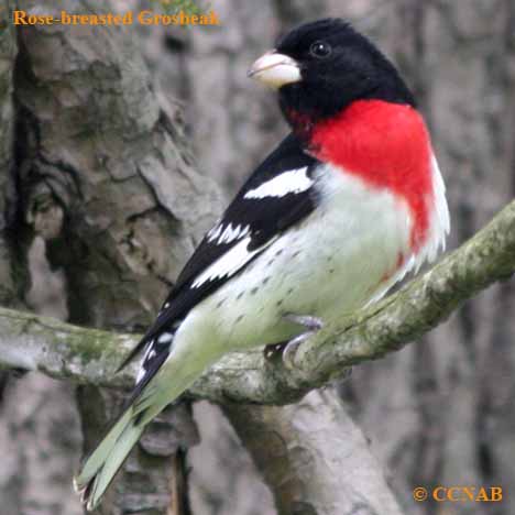 Rose-breasted Grosbeak