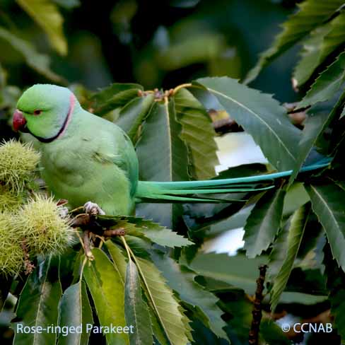 Rose-ringed Parakeet