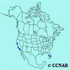 Rose-ringed Parakeet range