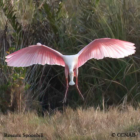 Roseate Spoonbill