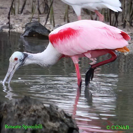 Birds of North America