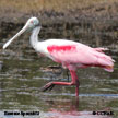 Roseate Spoonbill