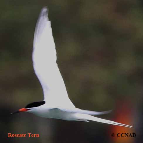 Roseate Tern