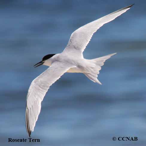 Roseate Tern