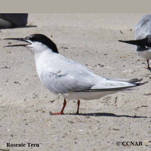 Roseate Tern