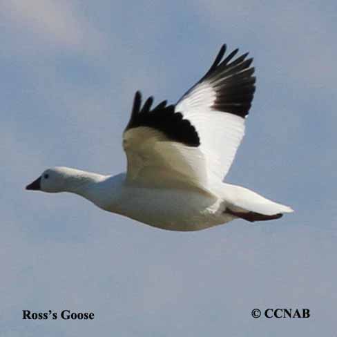 Ross's Goose