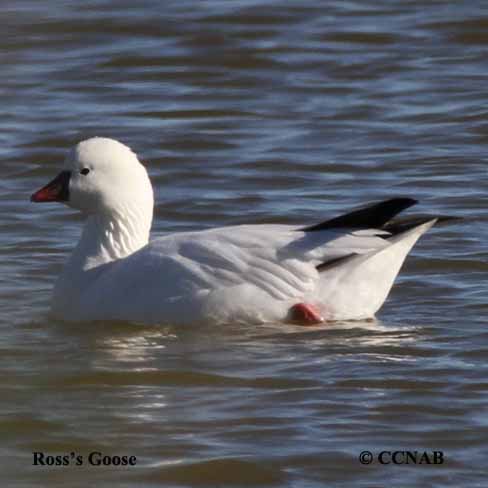 Ross's Goose