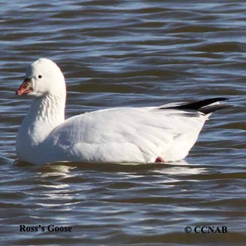 Ross's Goose