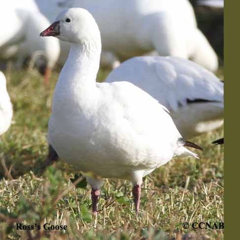 Ross's Goose