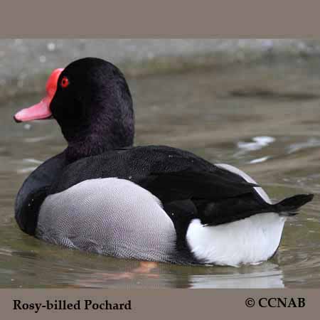 Rosy-billed Pochard