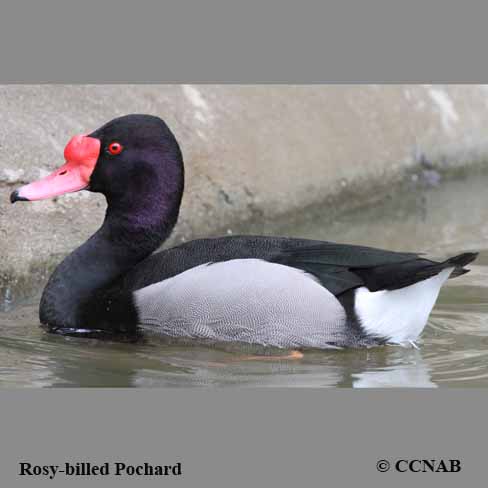 Rosy-billed Pochard