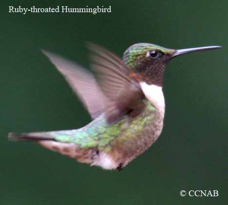 Birds of North America