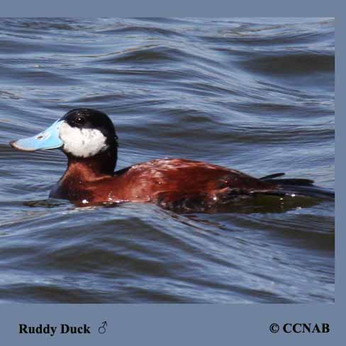 Birds of North America