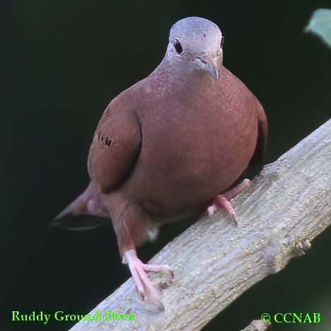 Birds of North America