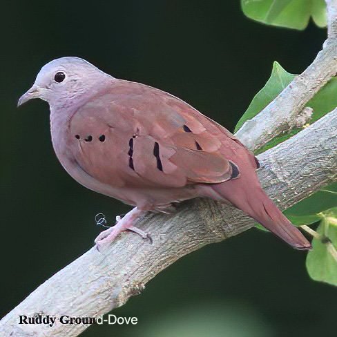 Birds of North America