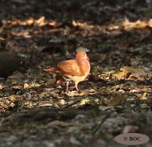 Ruddy Quail-Dove