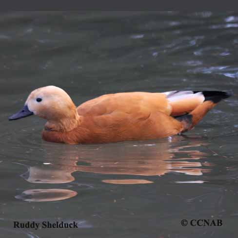 Birds of North America